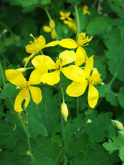 Greater Celandine